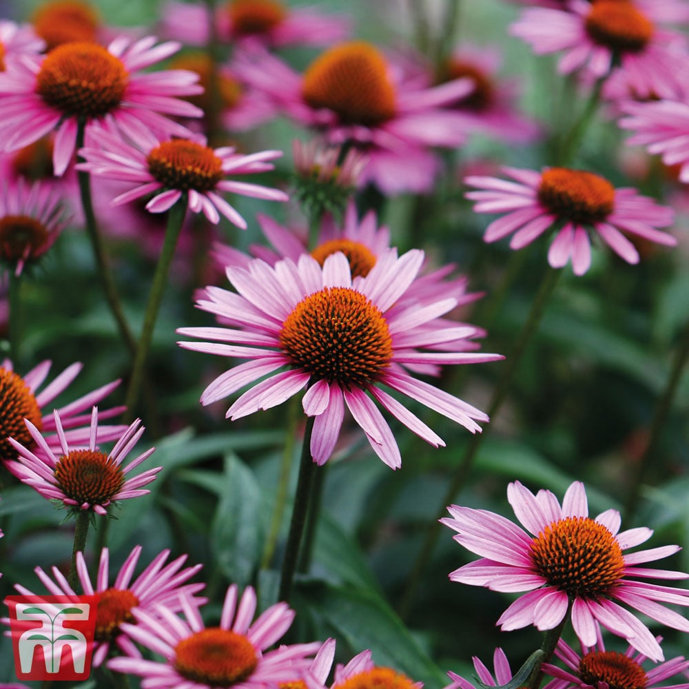 Perennial Coneflower plant