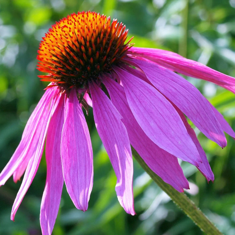 Purple Coneflower plant