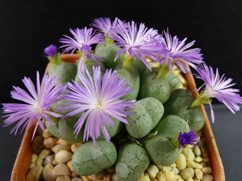 Green Conophytum Ernianum Flower Seeds for Planting – Heirloom Non-GMO Garden Seeds