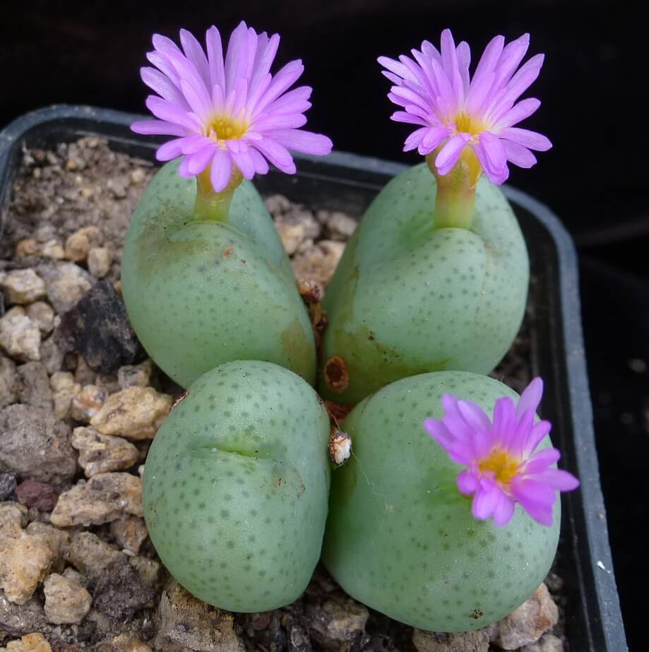 Conophytum Plant