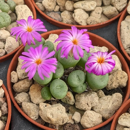 Conophytum Plant