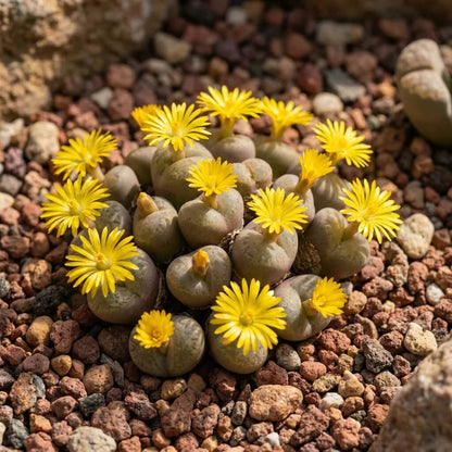 Conophytum Plant