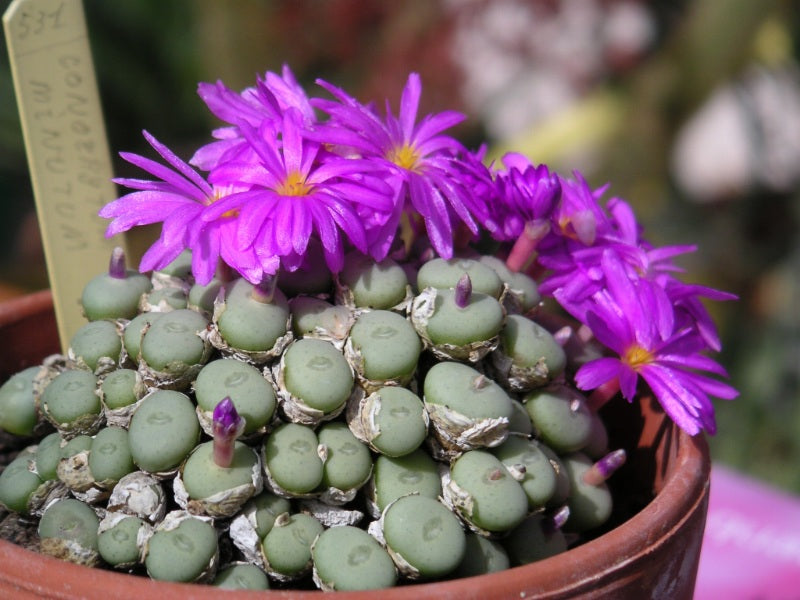 Conophytum flower seeds