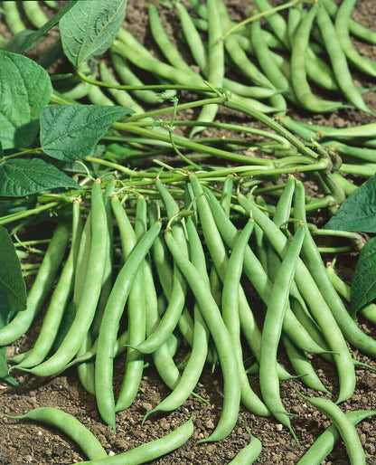 Bean Seeds for Planting – Heirloom Non-GMO Garden Seeds