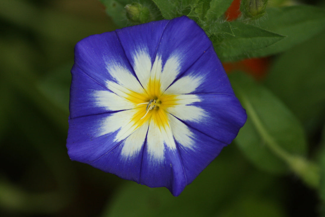 Convolvulus flower seeds