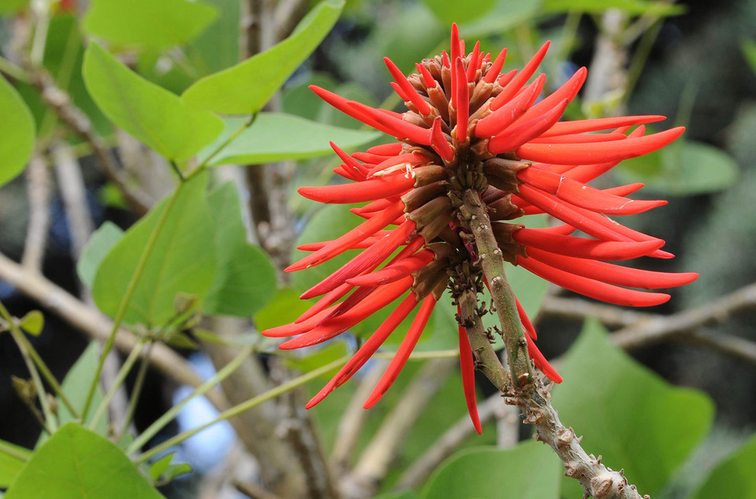 Red Coral flower seeds