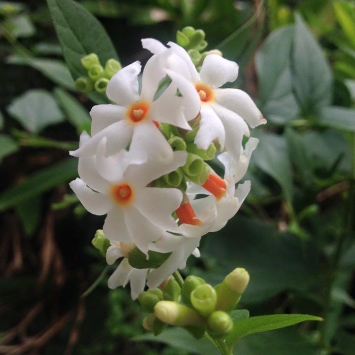 Coral Jasmine flowers with white petals and orange-red centers
