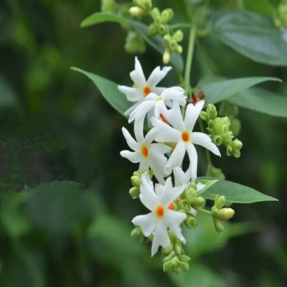 Coral Jasmine flowers with white petals and orange-red centers