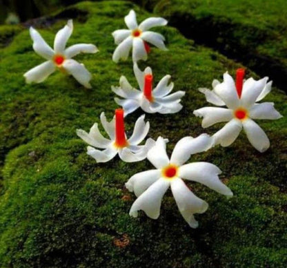 Coral Jasmine flowers with white petals and orange-red centers