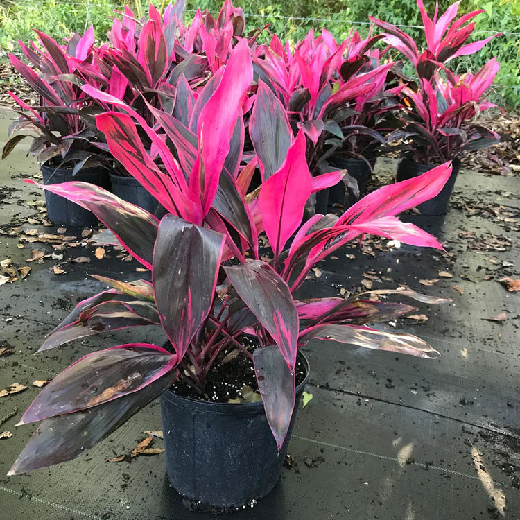 Cordyline Rubra flower seeds