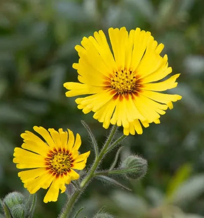 Yellow Coreopsis flower seeds
