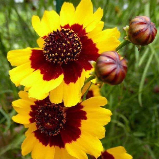 Coreopsis plant