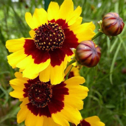 Coreopsis plant