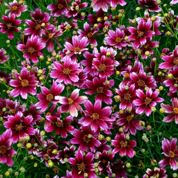 Berry Chiffon Coreopsis plant
