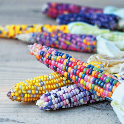 Rainbow Corn plant