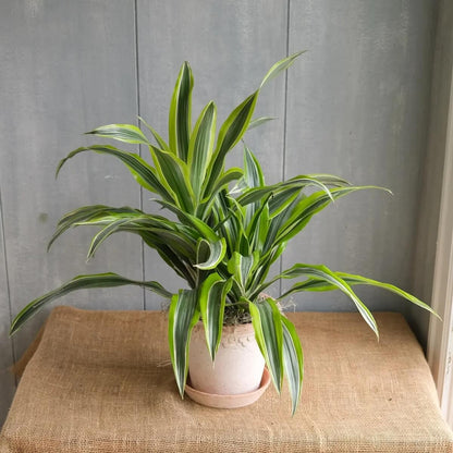 Corn Plant