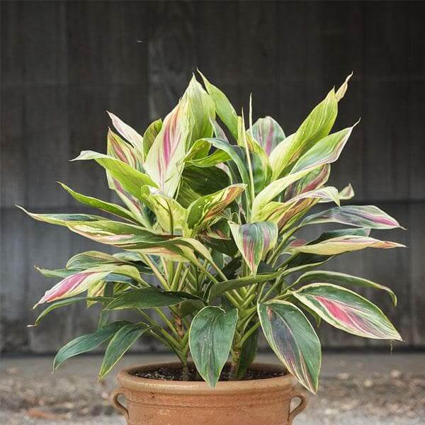 Corn Plant