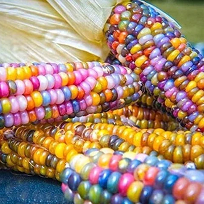 Rainbow Corn plant