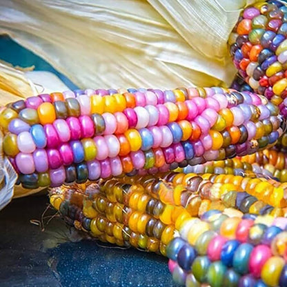 Rainbow Corn plant