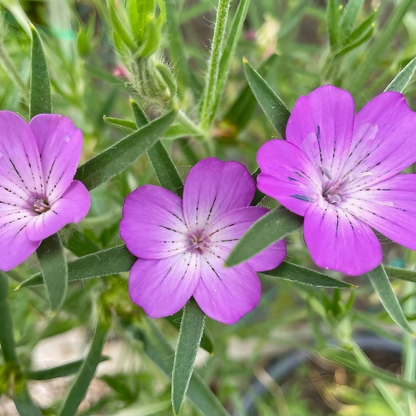 Common Corncockle plant