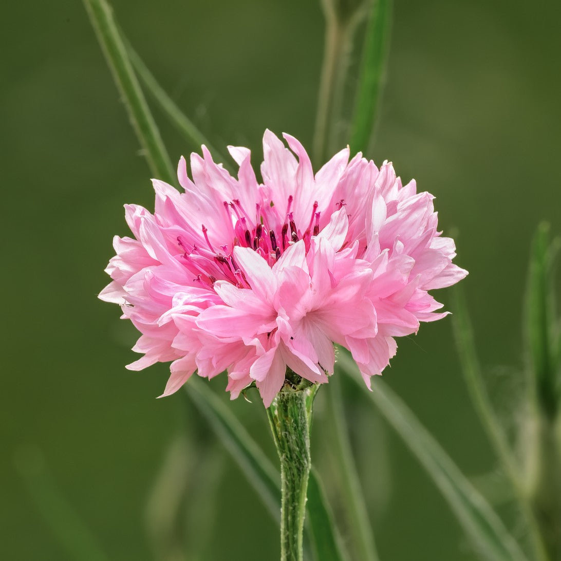 Pink Centaurea flower seeds