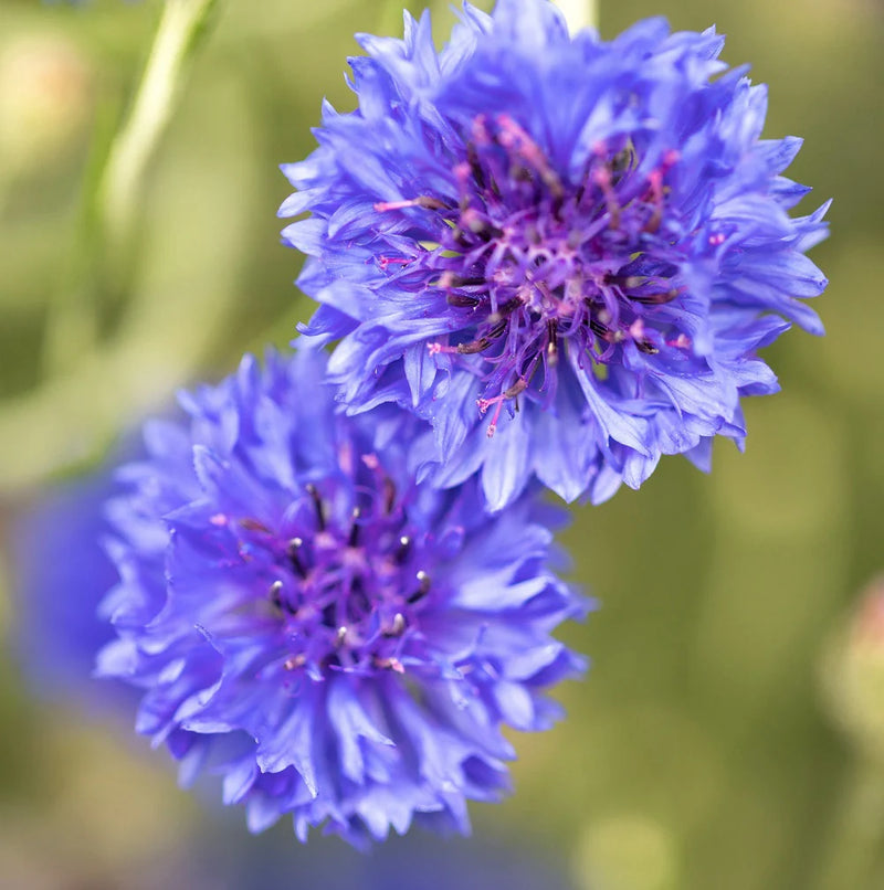Purple Centaurea Cyanus Flower Seeds for Planting – Heirloom Non-GMO Garden Seeds