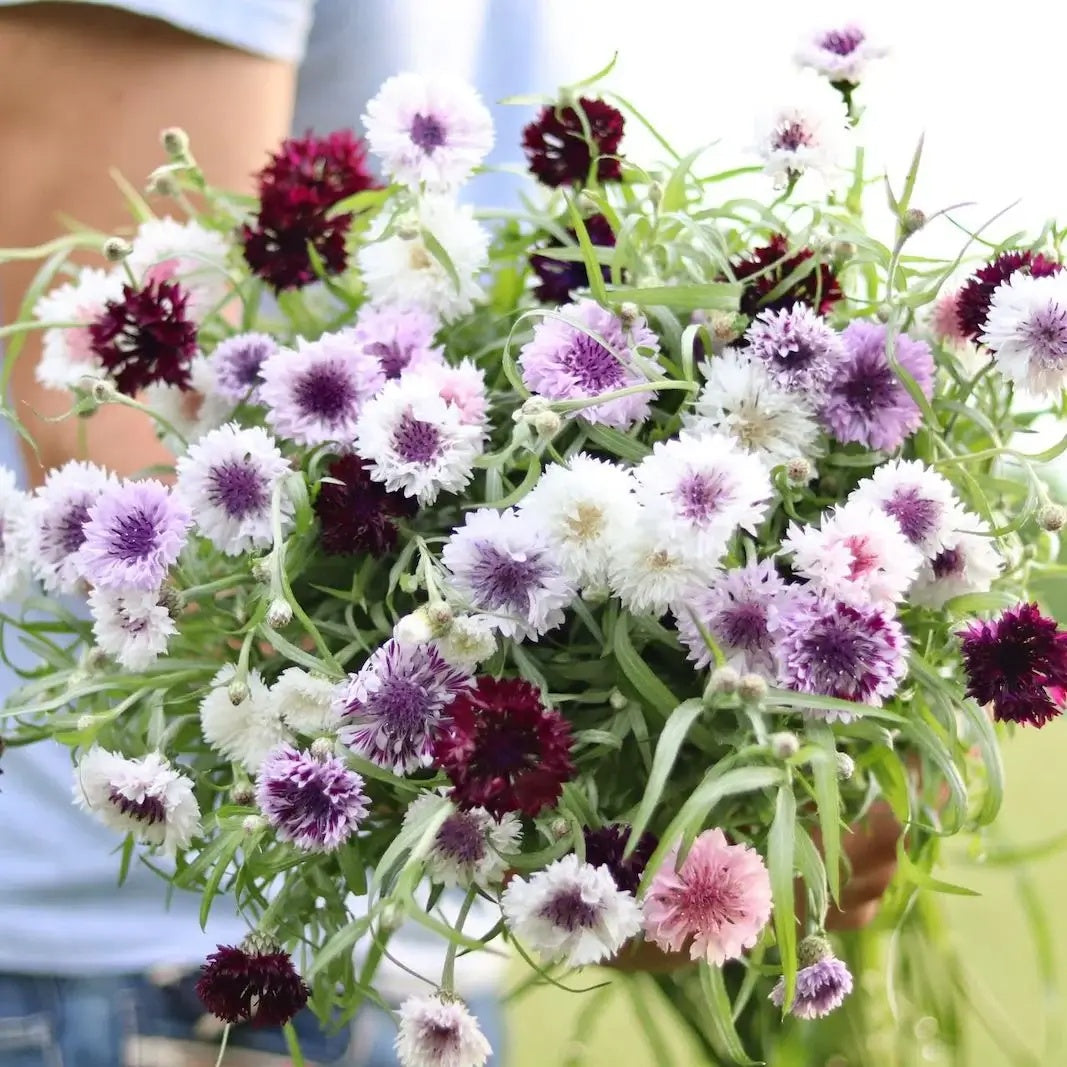 Classic Magic Cornflower plant