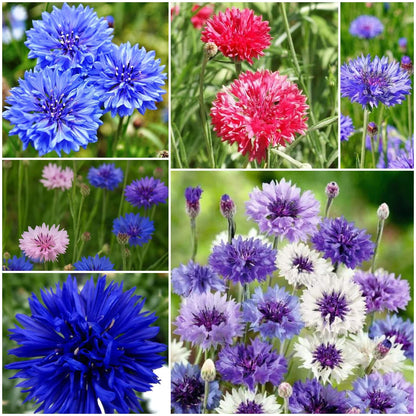 Cornflower plant