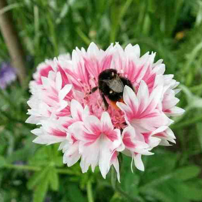 Classic Romantic Cornflower plant