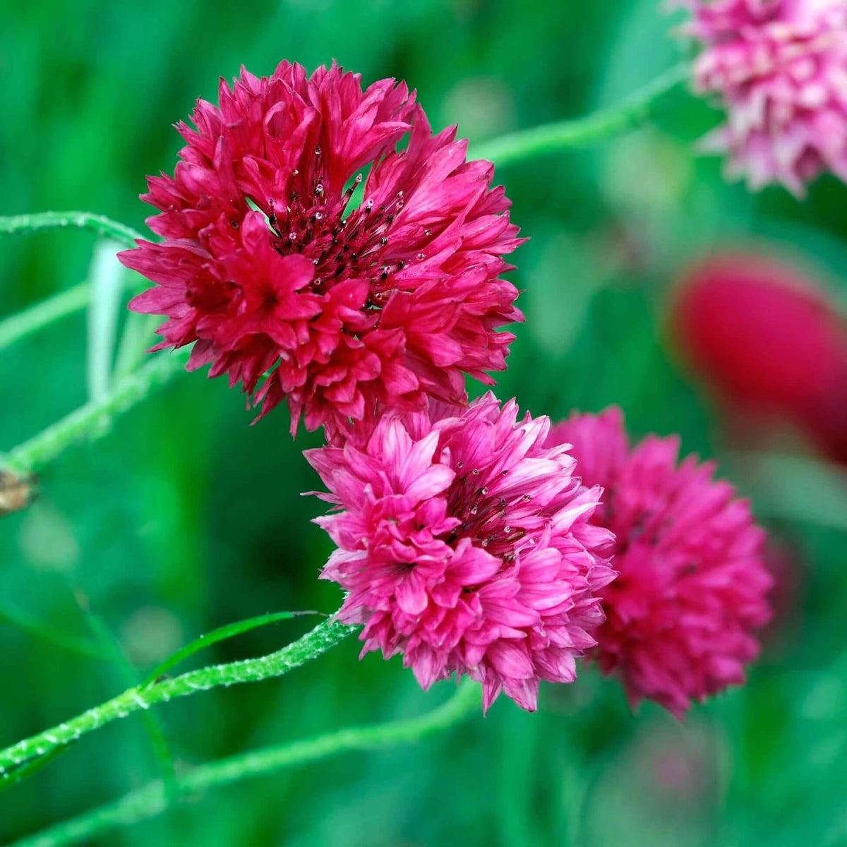 Red Bachelor Cornflower plant