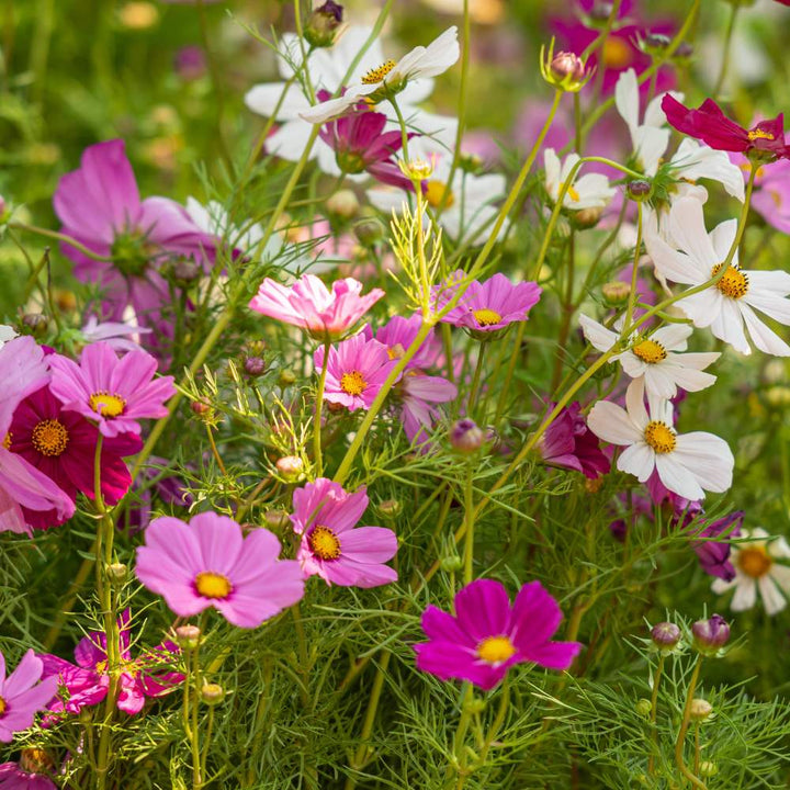 Cosmos Versailles flower seeds