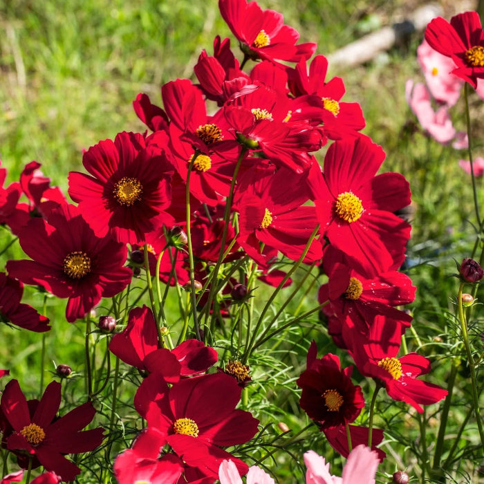 Bipinnatus Dazzler Cosmos plant