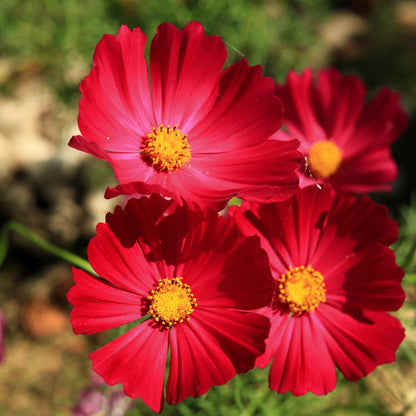Bipinnatus Dazzler Cosmos plant