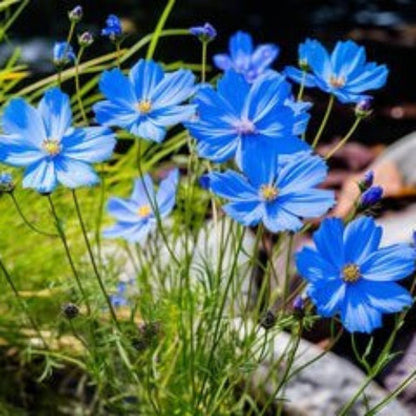 Blue Cosmos plant