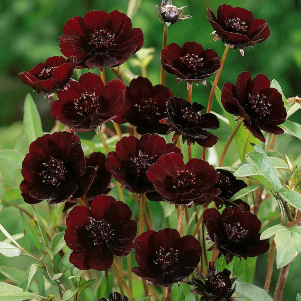 Chocolate Cosmos Cosmos plant