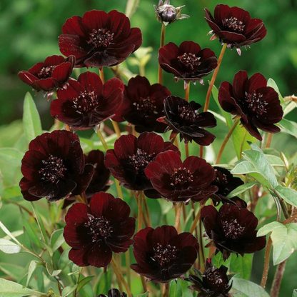 Chocolate Cosmos Cosmos plant