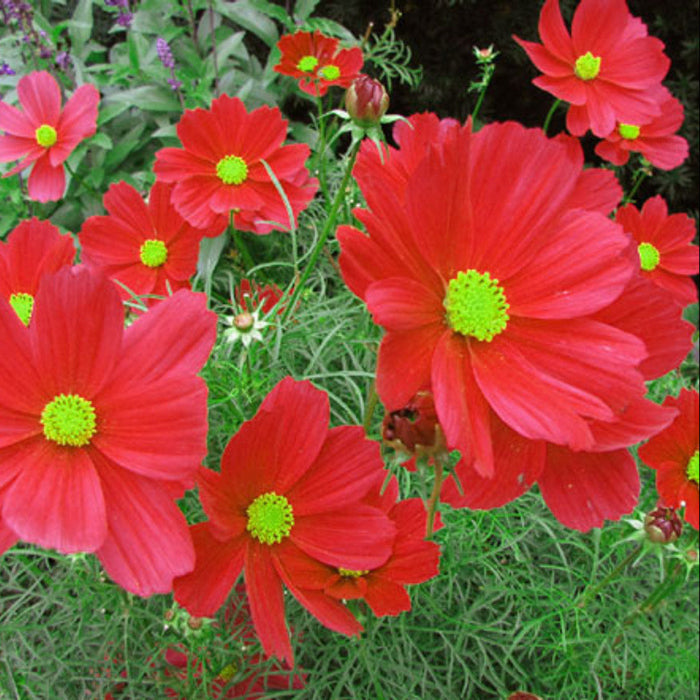 Bipinnatus Dazzler Cosmos plant