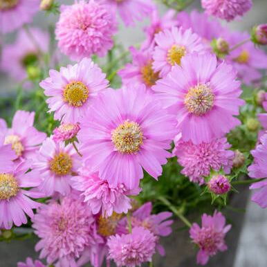 Popsocks Pink Cosmos plant