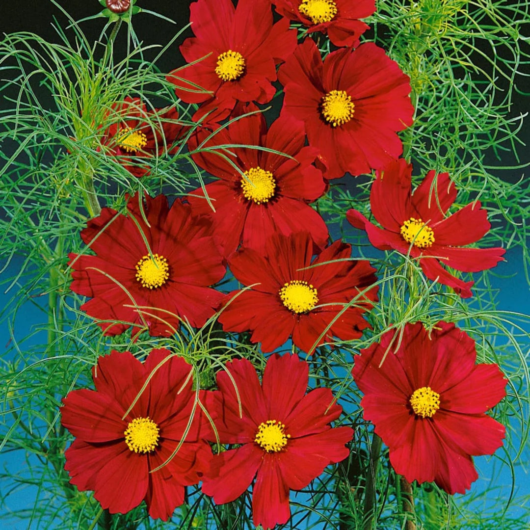 Bipinnatus Dazzler Cosmos plant