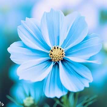 Blue Cosmos plant