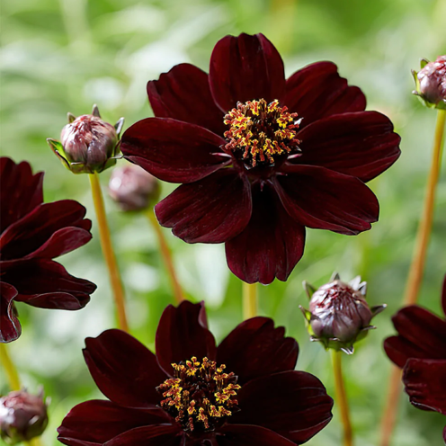 Chocolate Cosmos Cosmos plant