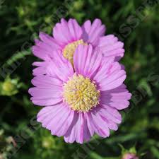 Popsocks Pink Cosmos plant