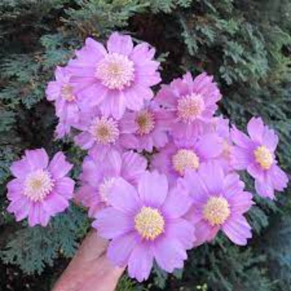 Popsocks Pink Cosmos plant