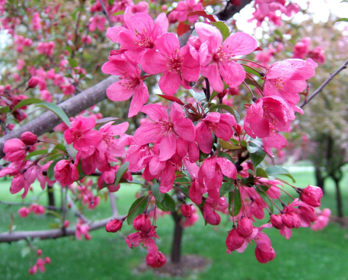 Floribunda Crabapple plant