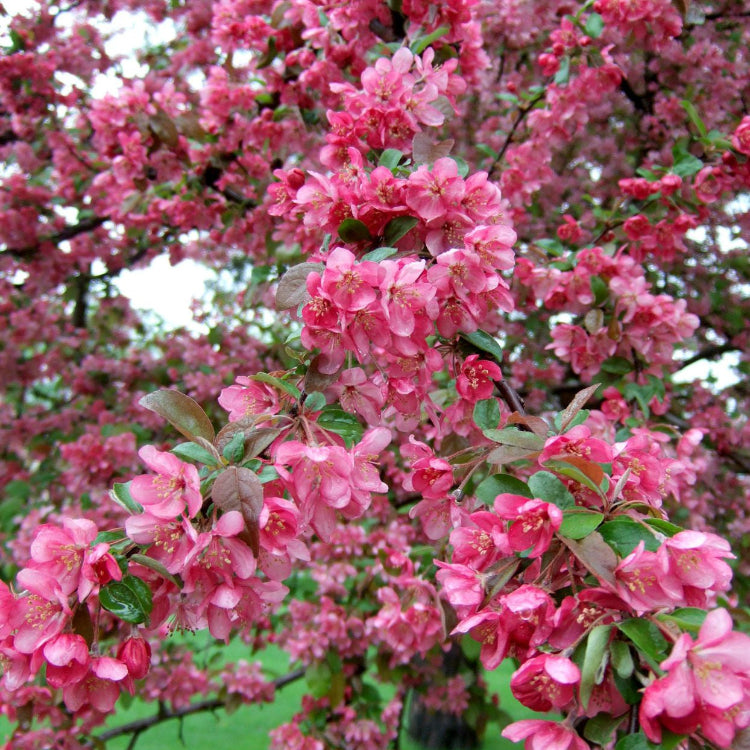 Floribunda Crabapple plant