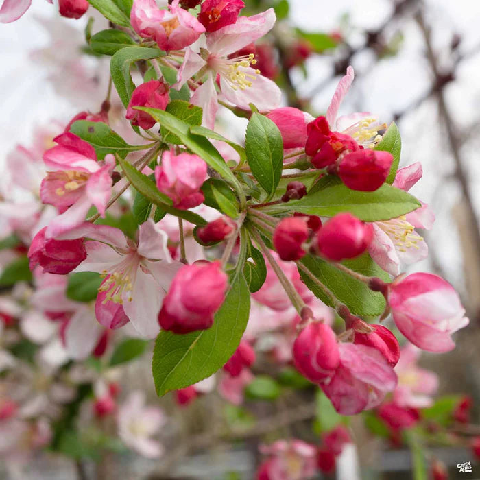 sargent crab apple seeds