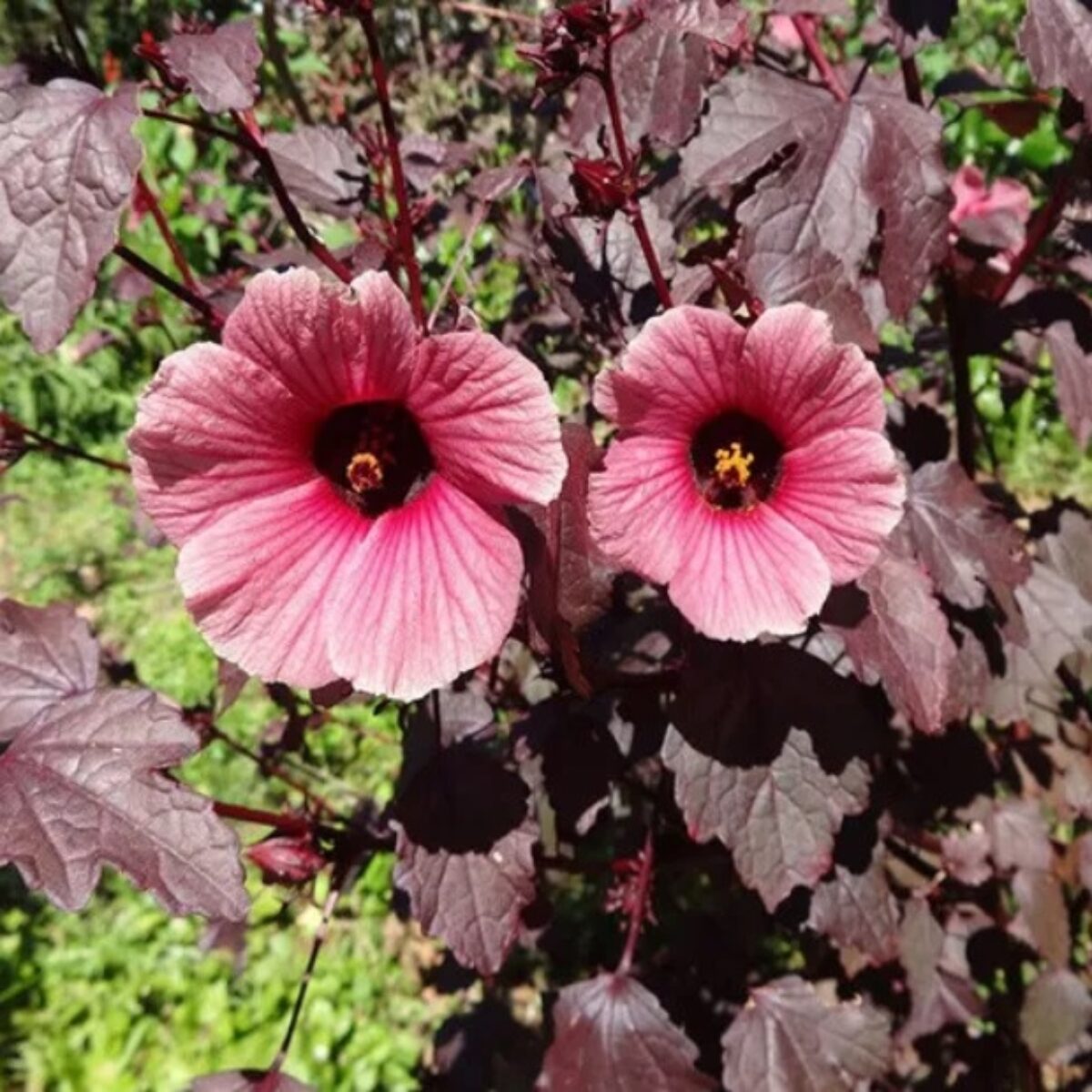 Cranberry Hibiscus plant