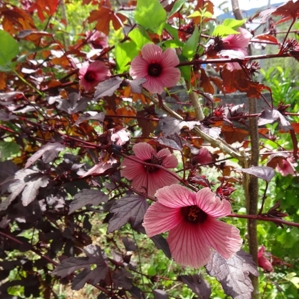 Cranberry Hibiscus plant