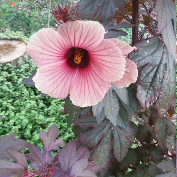 Cranberry Hibiscus plant