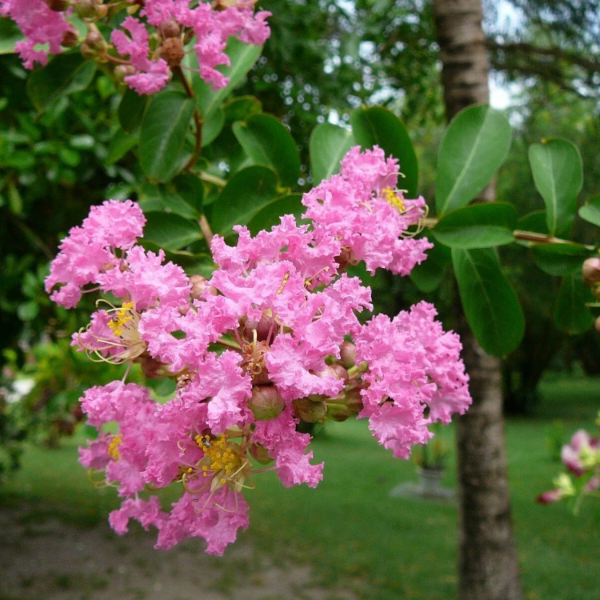 Pink Crape Myrtle plant